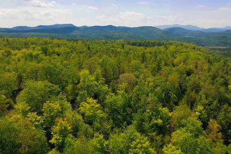 View above the trees looking into the distance