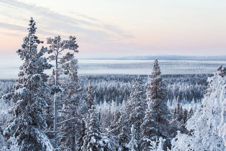 Forest landscape covered in snow.