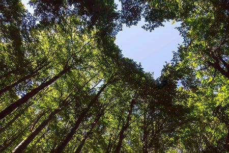 low-angle view of trees where the treetops form a heart shape