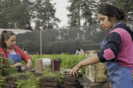 one tree planted candid