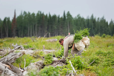 man planting tree saplings